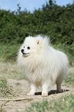 SPITZ ALLEMAND 411